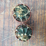 Astrophytum Senile Aureum Sierra Paila