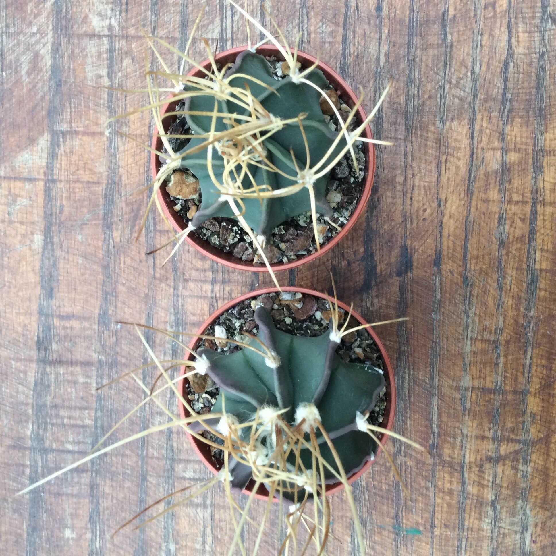 Astrophytum Senile Aureum Sierra Paila