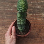 Myrtillocactus Geometrizans Crestato strictum (25)