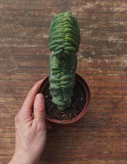 Myrtillocactus Geometrizans Crestato strictum (25)