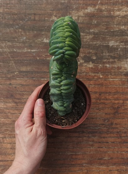 Myrtillocactus Geometrizans Crestato strictum (25)