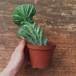 Myrtillocactus Geometrizans Crestato strictum (25)
