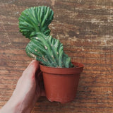 Myrtillocactus Geometrizans Crestato strictum (25)