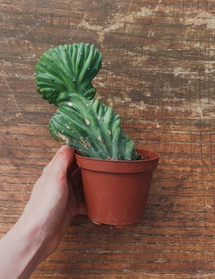 Myrtillocactus Geometrizans Crestato strictum (25)