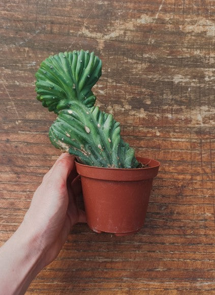 Myrtillocactus Geometrizans Crestato strictum (25)