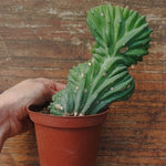 Myrtillocactus Geometrizans Crestato strictum (25)