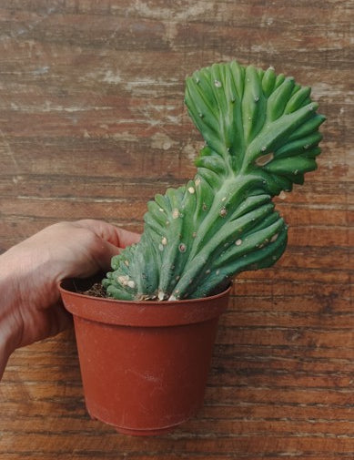 Myrtillocactus Geometrizans Crestato strictum (25)