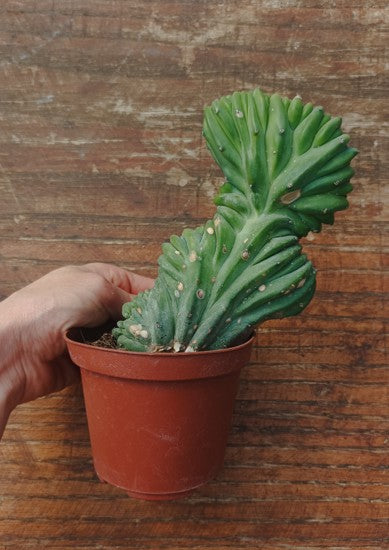 Myrtillocactus Geometrizans Crestato strictum (25)