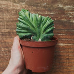 Myrtillocactus Geometrizans Crestato strictum (C)