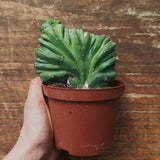 Myrtillocactus Geometrizans Crestato strictum (C)