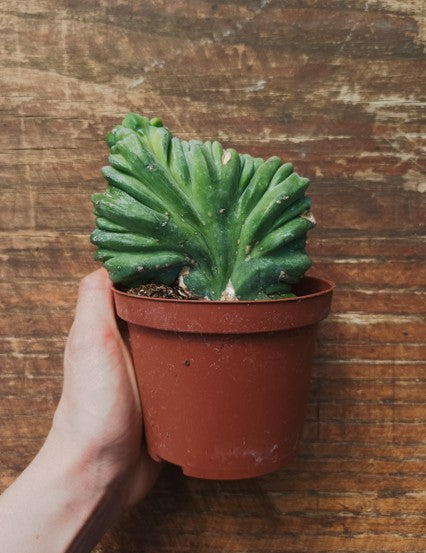 Myrtillocactus Geometrizans Crestato strictum (C)