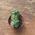 Myrtillocactus Geometrizans Crestato strictum (C)