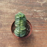 Myrtillocactus Geometrizans Crestato strictum (C)