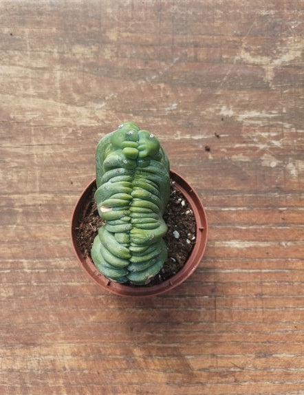 Myrtillocactus Geometrizans Crestato strictum (C)