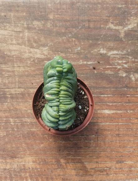Myrtillocactus Geometrizans Crestato strictum (C)
