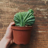 Myrtillocactus Geometrizans Crestato strictum (C)