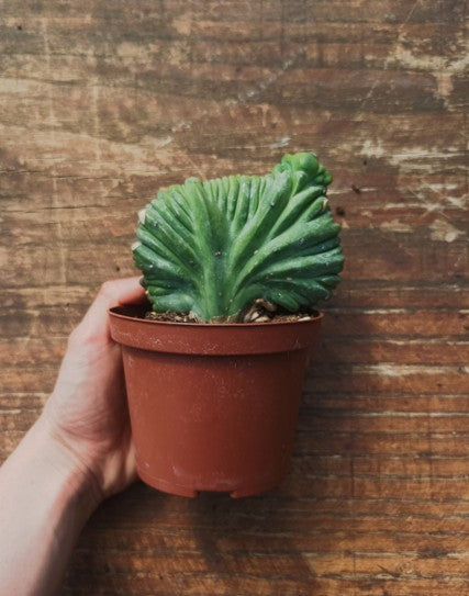 Myrtillocactus Geometrizans Crestato strictum (C)