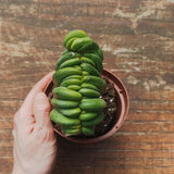Myrtillocactus Geometrizans Crestato strictum (F)