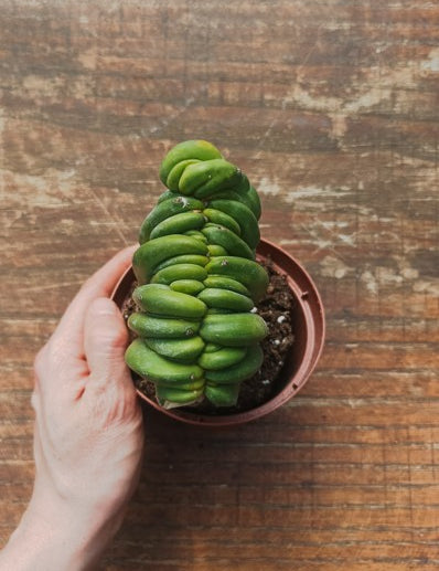 Myrtillocactus Geometrizans Crestato strictum (F)