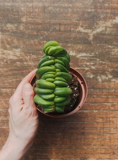 Myrtillocactus Geometrizans Crestato strictum (F)