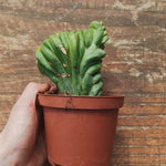 Myrtillocactus Geometrizans Crestato strictum (F)