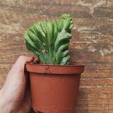 Myrtillocactus Geometrizans Crestato strictum (F)