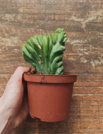Myrtillocactus Geometrizans Crestato strictum (F)