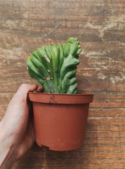 Myrtillocactus Geometrizans Crestato strictum (F)