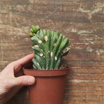 Myrtillocactus Geometrizans Crestato strictum (F)