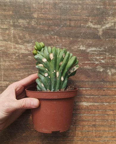 Myrtillocactus Geometrizans Crestato strictum (F)