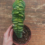Myrtillocactus Geometrizans Crestato strictum (Y )