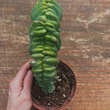 Myrtillocactus Geometrizans Crestato strictum (Y )