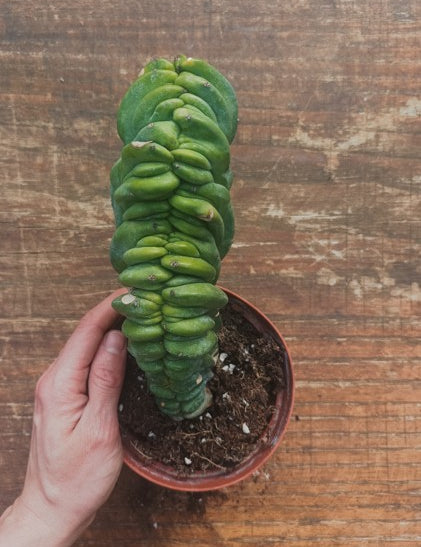 Myrtillocactus Geometrizans Crestato strictum (Y )