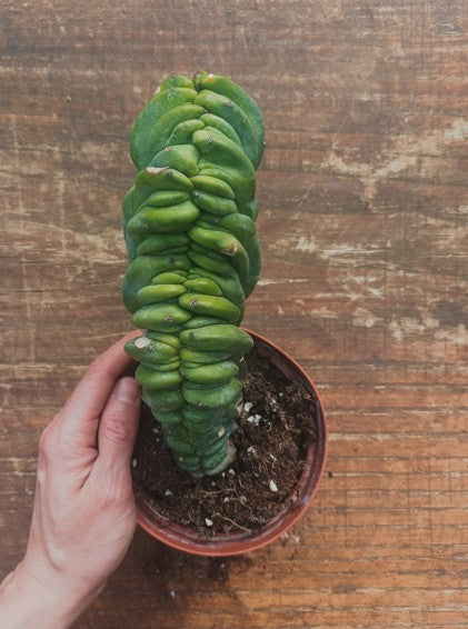 Myrtillocactus Geometrizans Crestato strictum (Y )