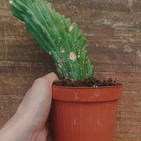 Myrtillocactus Geometrizans Crestato strictum (Y )