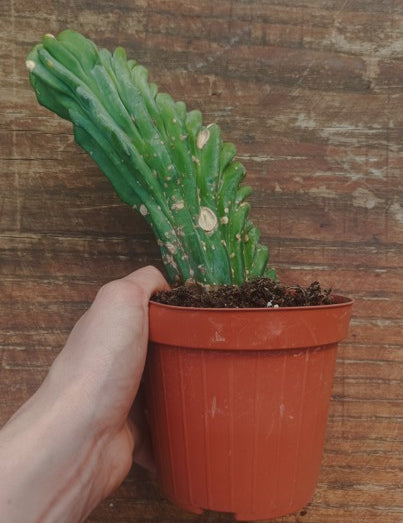 Myrtillocactus Geometrizans Crestato strictum (Y )