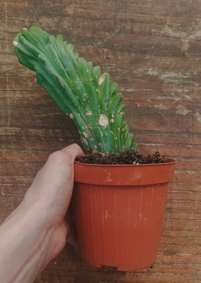 Myrtillocactus Geometrizans Crestato strictum (Y )