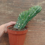 Myrtillocactus Geometrizans Crestato strictum (Y )
