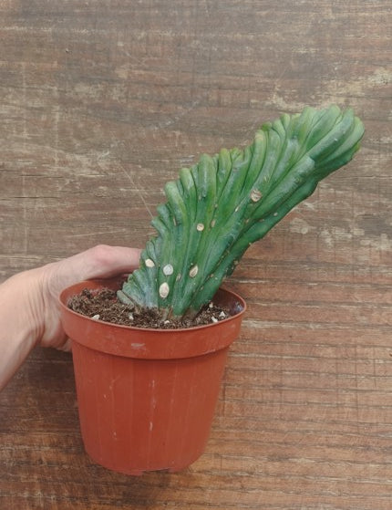 Myrtillocactus Geometrizans Crestato strictum (Y )