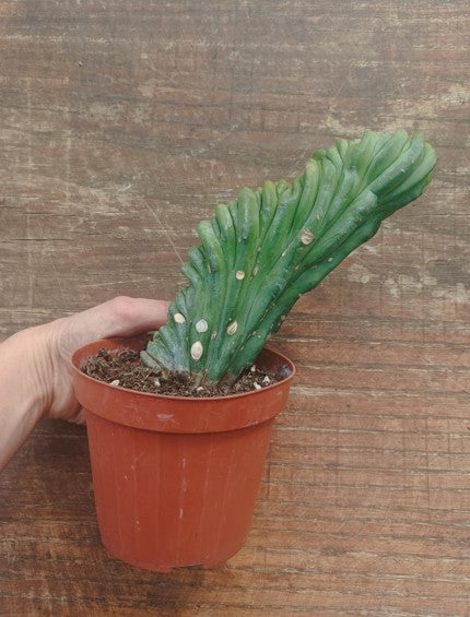 Myrtillocactus Geometrizans Crestato strictum (Y )