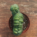 Myrtillocactus Geometrizans Crestato strictum (B)