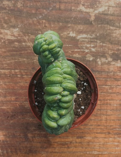 Myrtillocactus Geometrizans Crestato strictum (B)