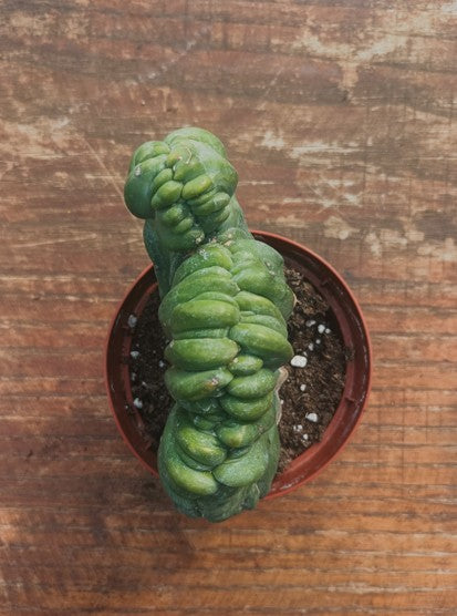 Myrtillocactus Geometrizans Crestato strictum (B)