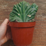 Myrtillocactus Geometrizans Crestato strictum (B)