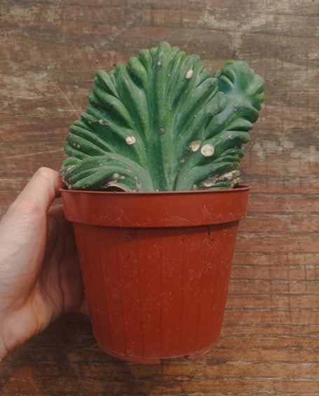 Myrtillocactus Geometrizans Crestato strictum (B)