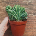 Myrtillocactus Geometrizans Crestato strictum (B)