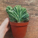 Myrtillocactus Geometrizans Crestato strictum (B)