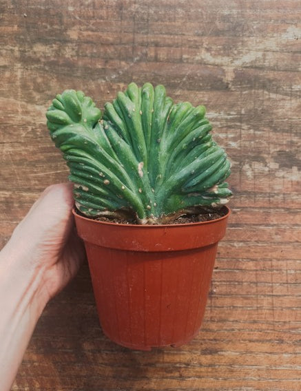 Myrtillocactus Geometrizans Crestato strictum (B)