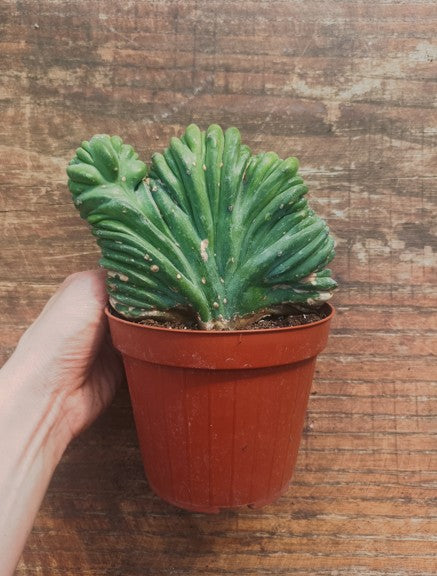 Myrtillocactus Geometrizans Crestato strictum (B)