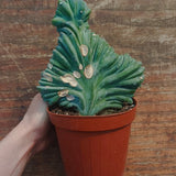 Myrtillocactus Geometrizans Crestato strictum (X)